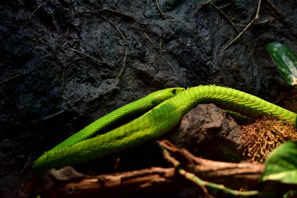 a green snake curled up on a rock