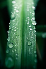 Close-up of a vibrant green leaf with dewdrops, representing nature and sustainability.