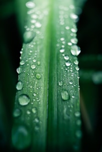 Close-up of a vibrant green leaf with dewdrops, representing nature and sustainability.