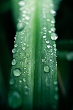 Close-up of a neem leaf with droplets of water symbolizing natural freshness.