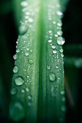 Close-up of water droplets on a leaf, representing natural freshness and health.