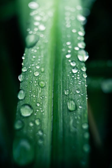 Close-up of a dropper releasing almori alkali moringa drops onto a fresh green moringa leaf.