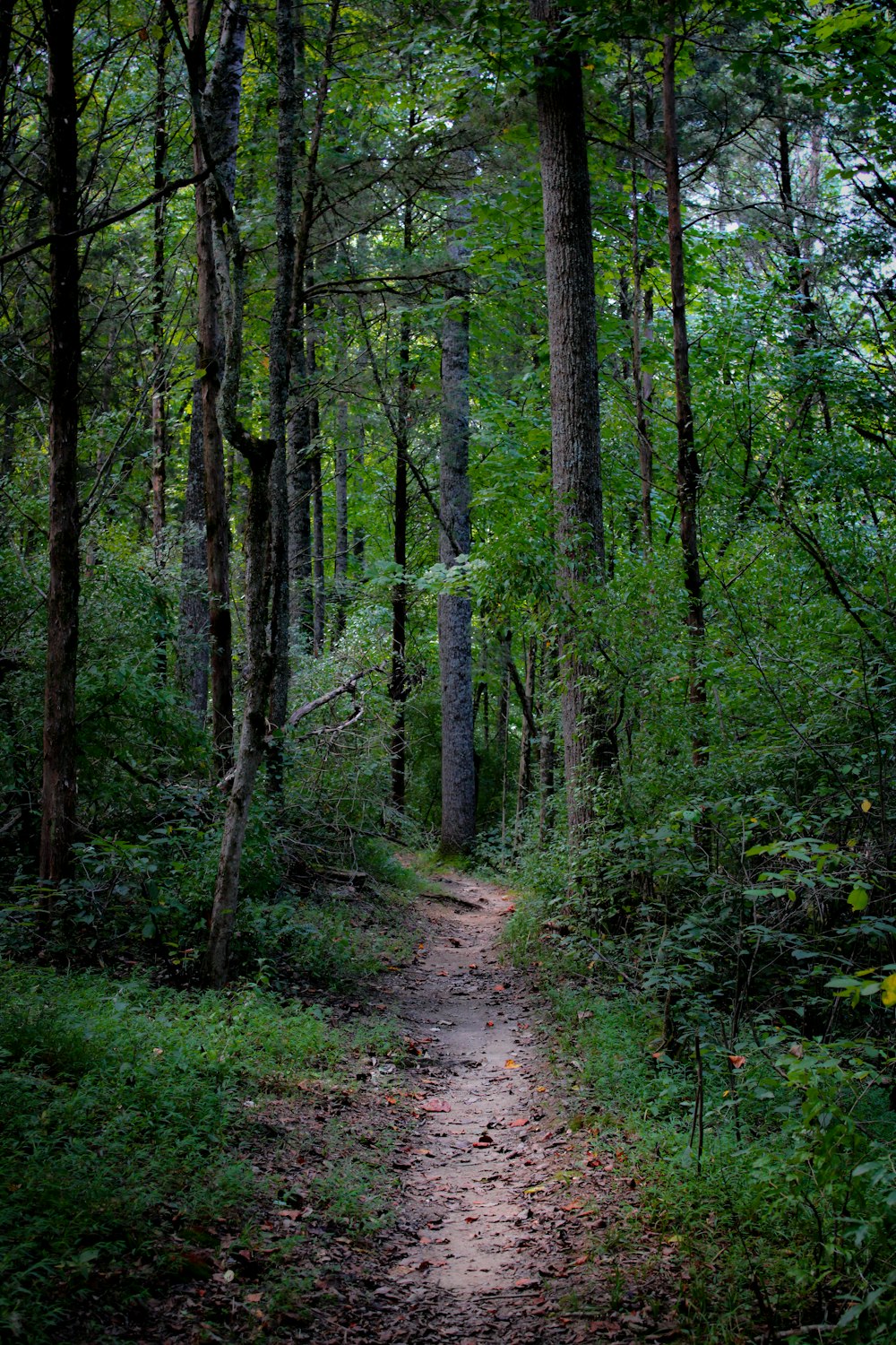 a path in the middle of a forest with lots of trees