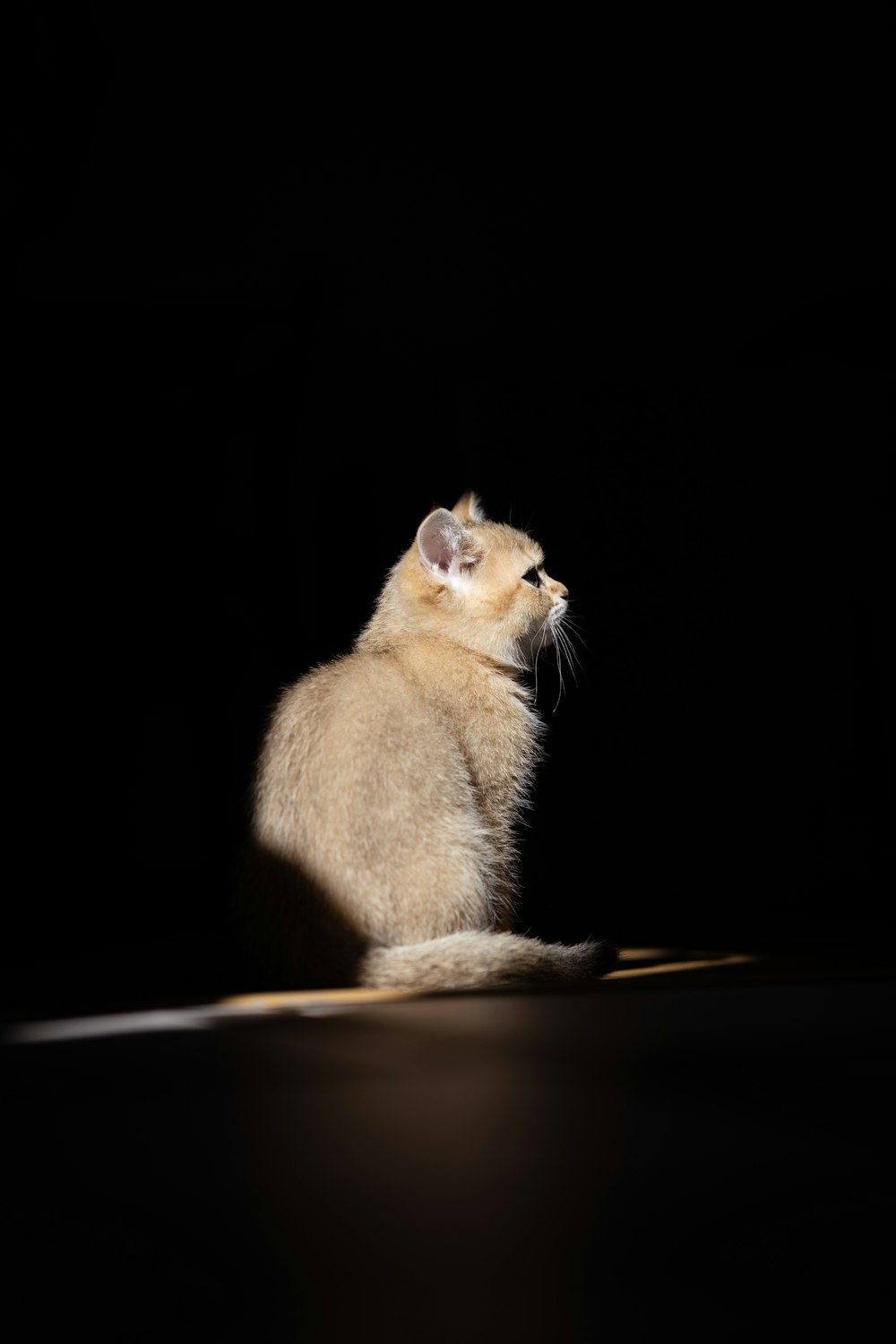 a small kitten sitting on top of a black floor