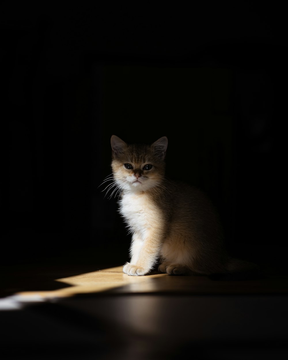 a cat sitting on the floor in the dark