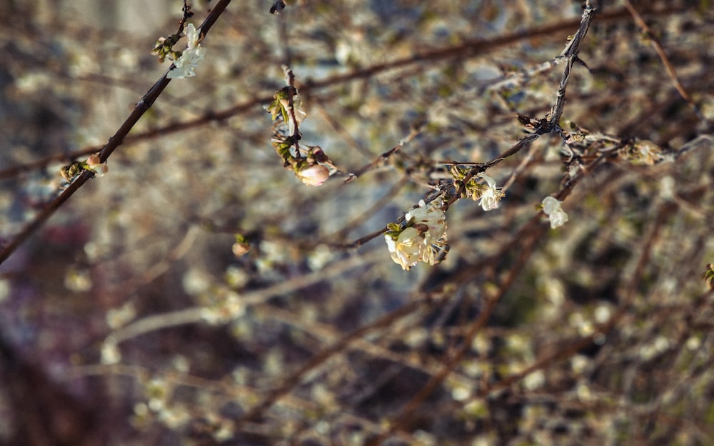 a branch with small white flowers on it