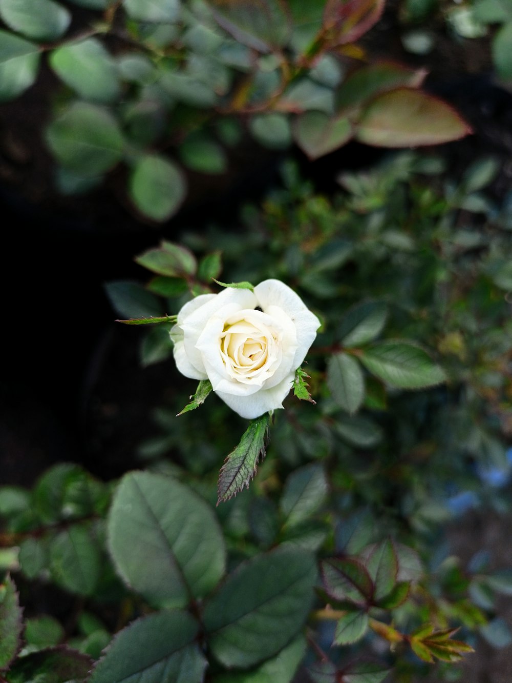 a white rose is blooming in a garden
