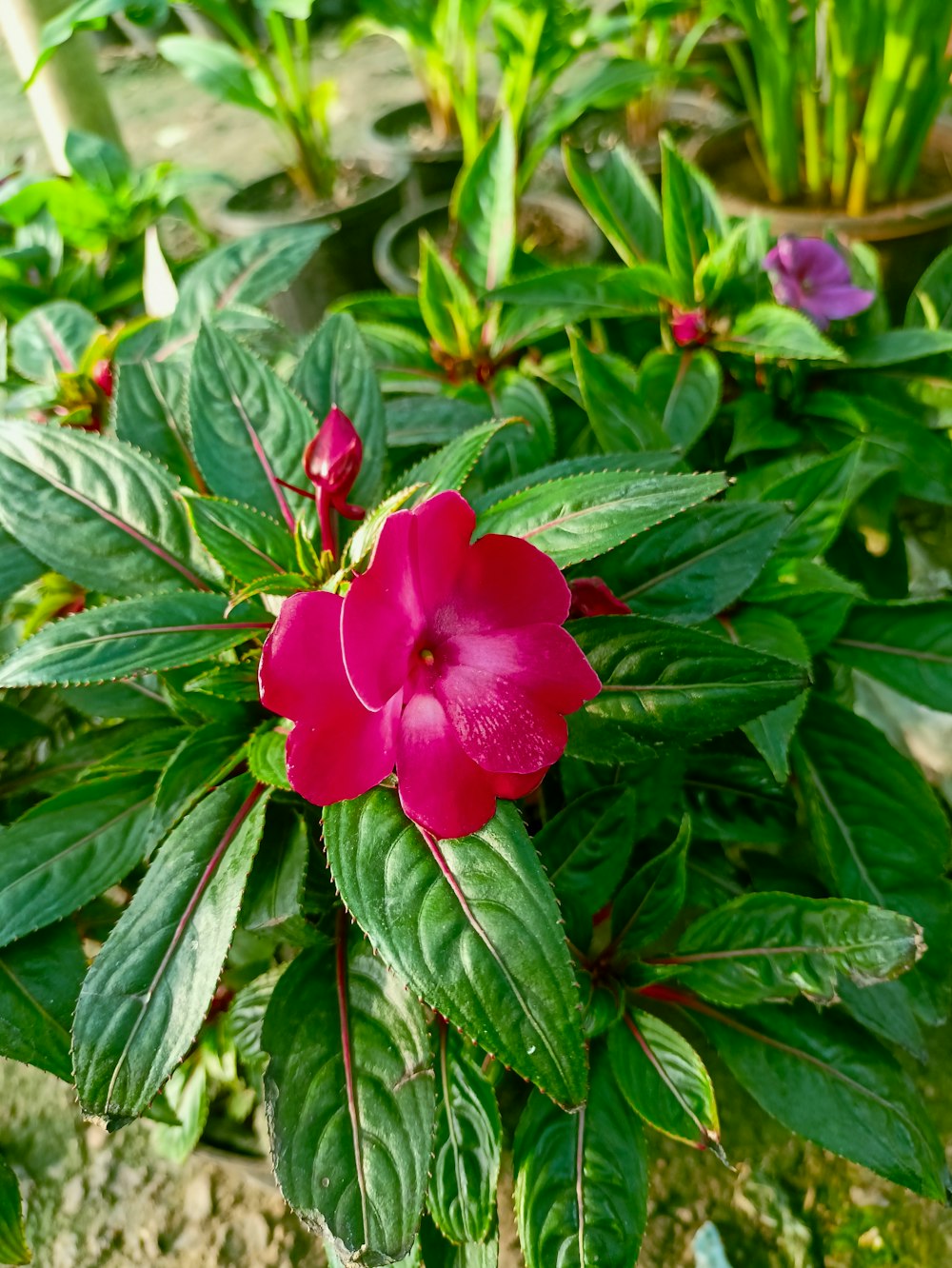 una flor rosa con hojas verdes en un jardín