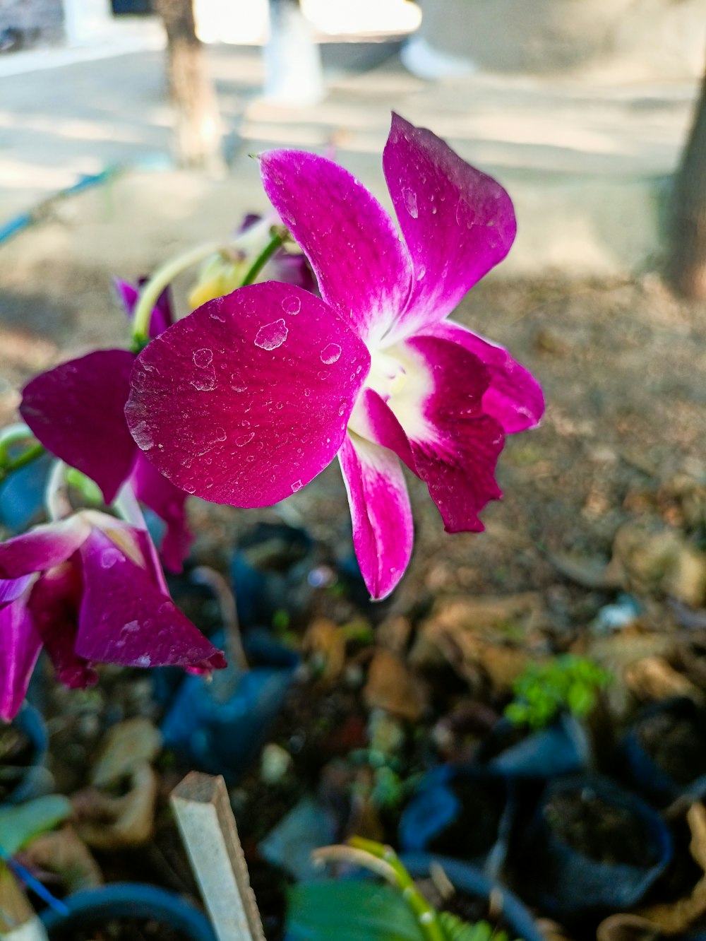 a purple flower with water droplets on it