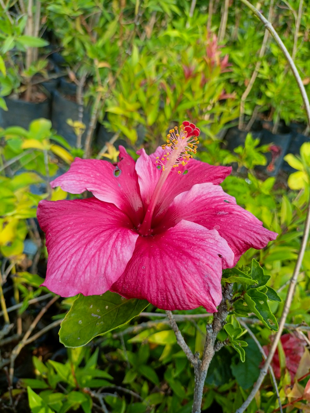 a pink flower is blooming in a garden