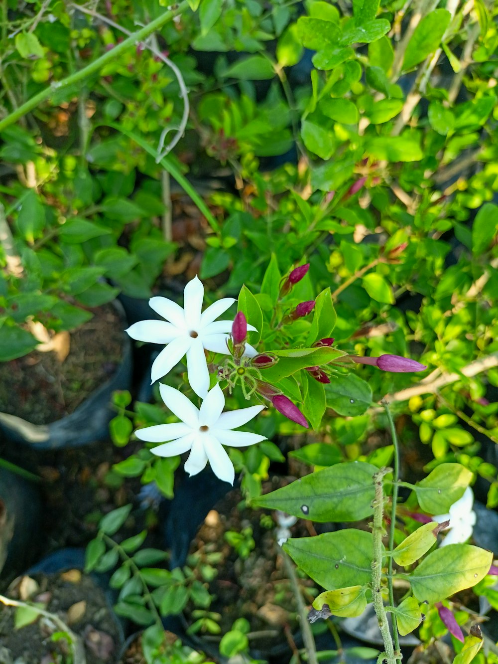 a close up of a white flower in a garden