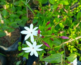 a close up of a white flower in a garden