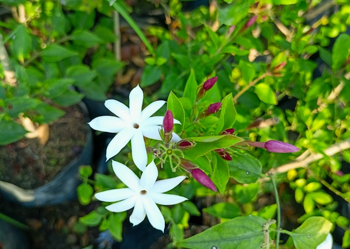 a close up of a white flower in a garden