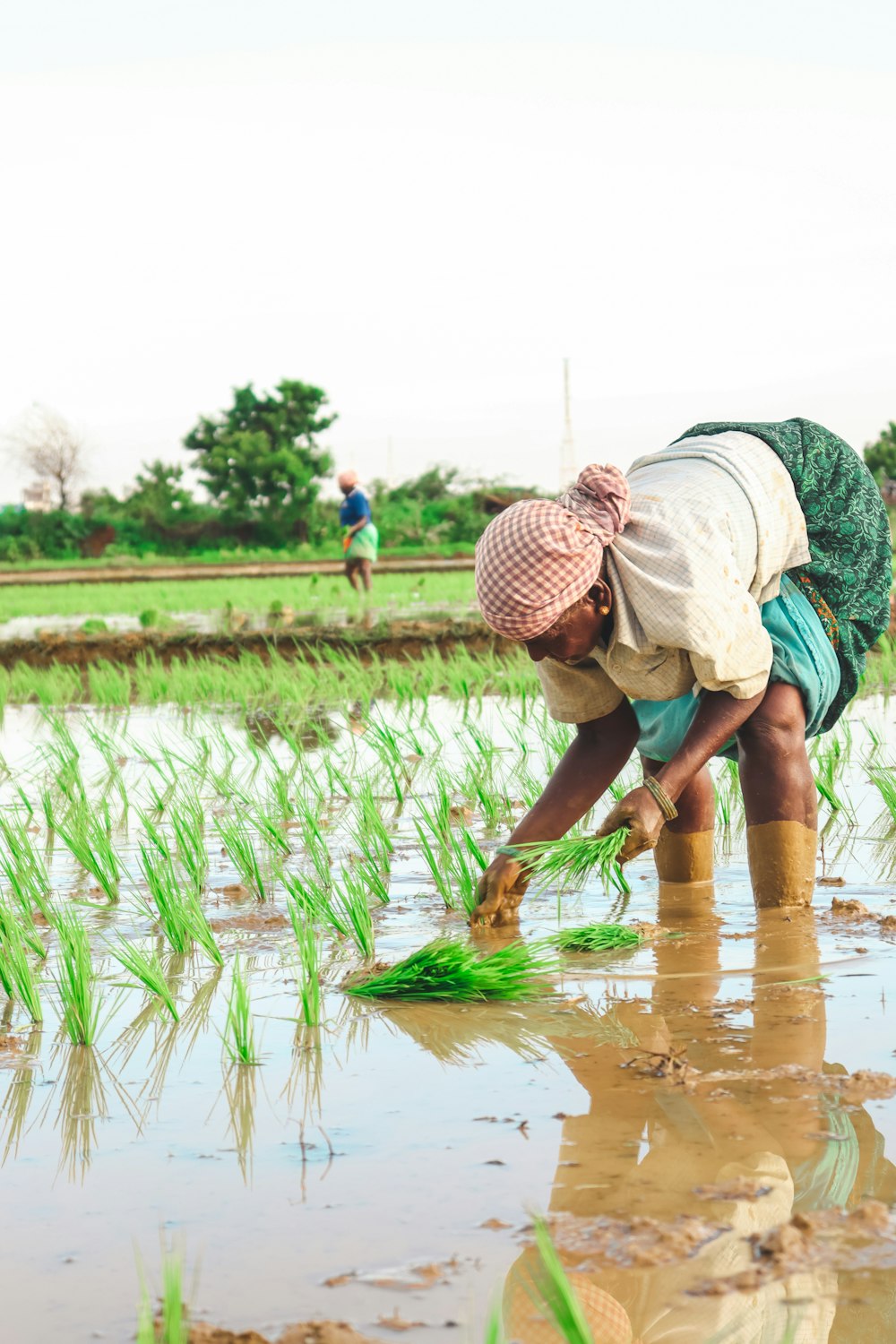 Una mujer está trabajando en un campo de arroz