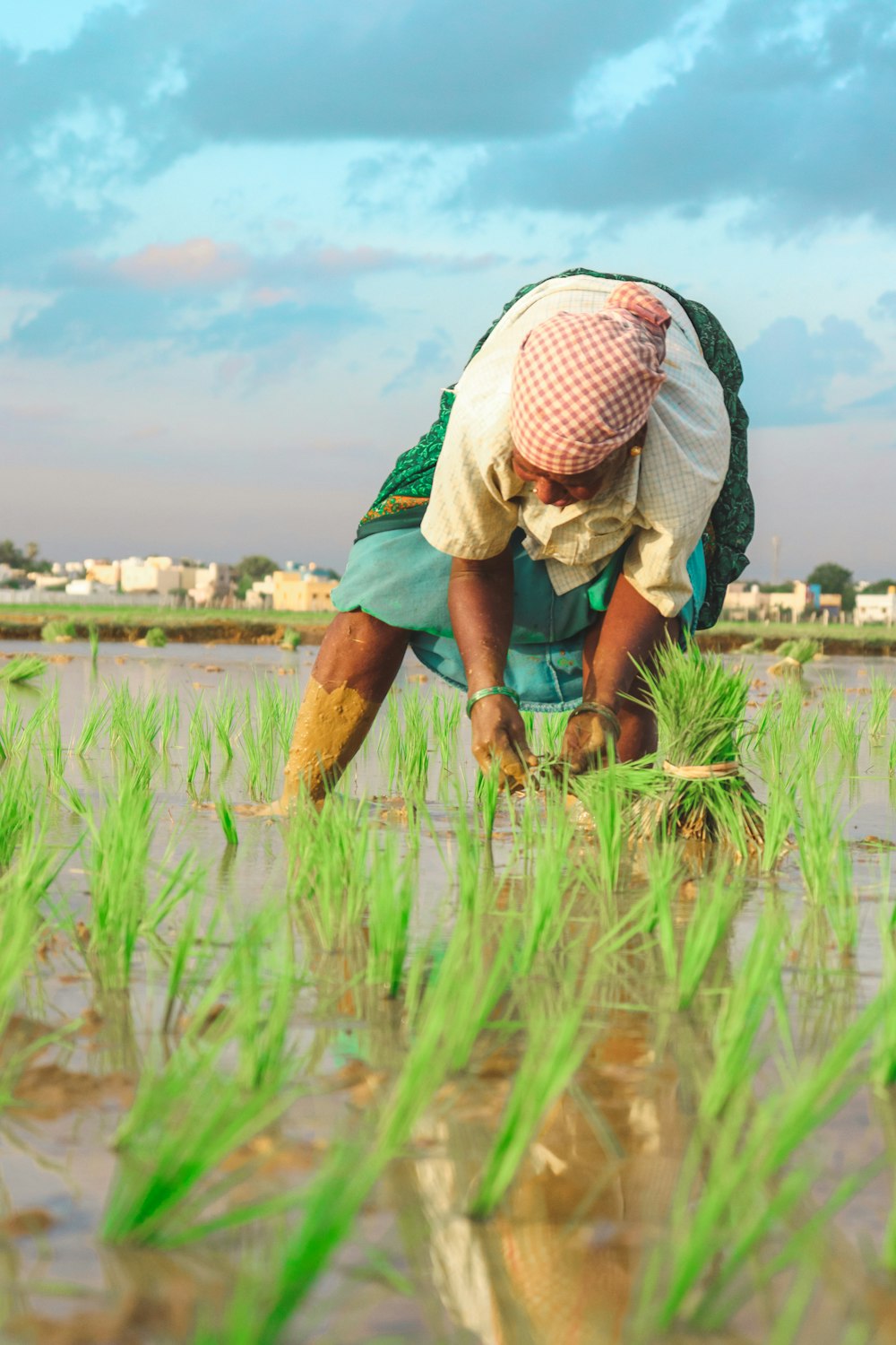 a man kneeling down in the middle of a rice field