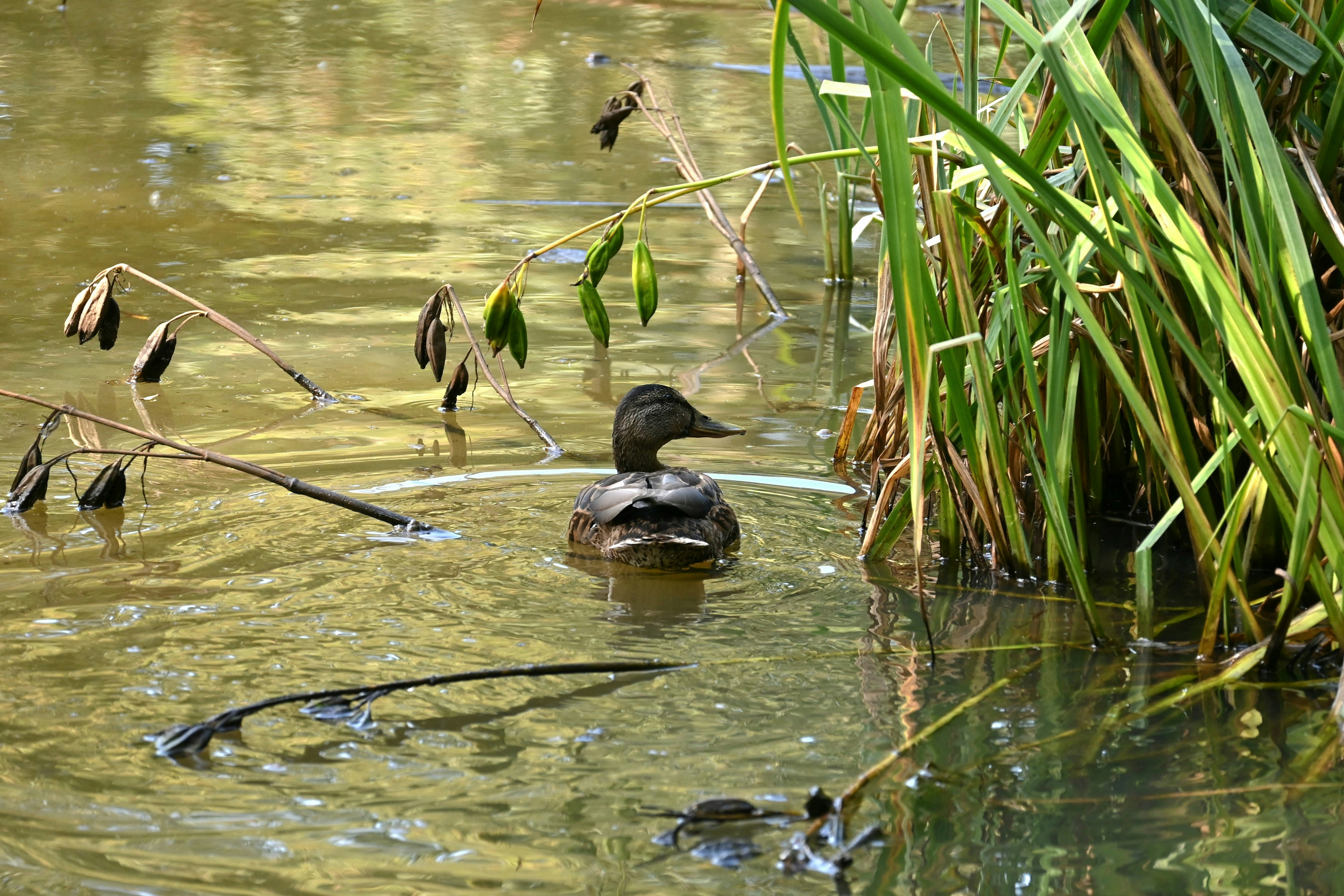 Photo by jodiemcgonagle