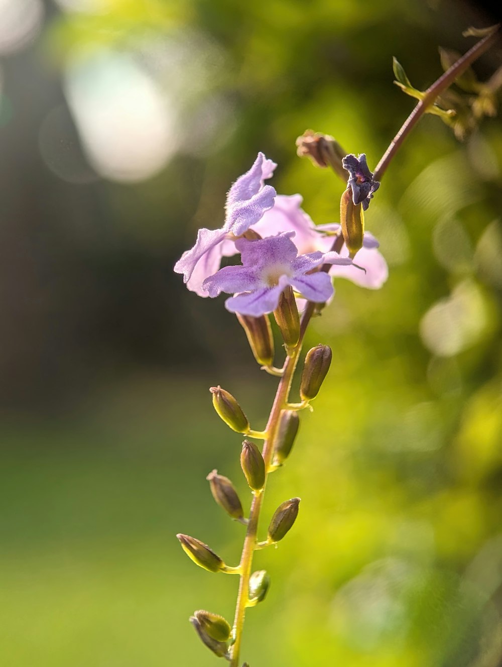 a close up of a purple flower on a stem