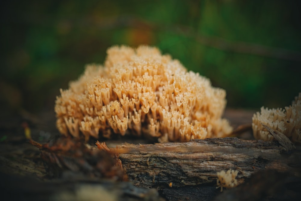 a close up of a mushroom on the ground