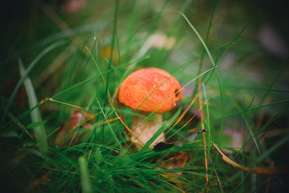 무성한 녹색 들판 위에 앉아 있는 작은 주황색 버섯