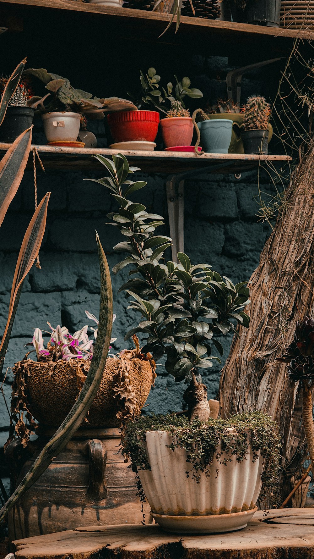 a potted plant sitting on top of a wooden table