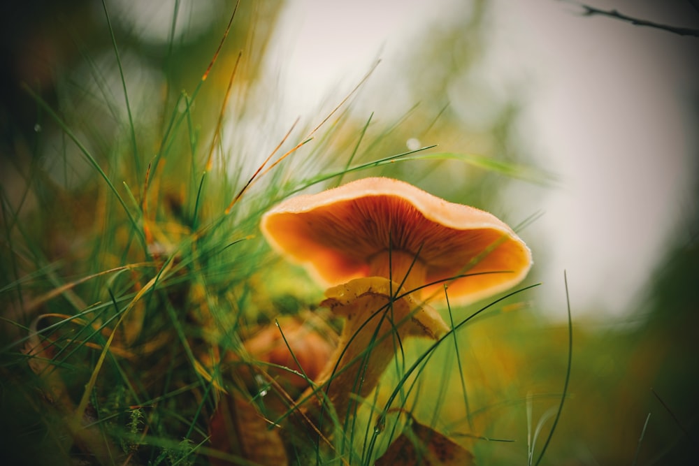 a close up of a mushroom in the grass