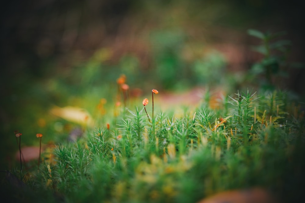 a close up of a field of grass and flowers