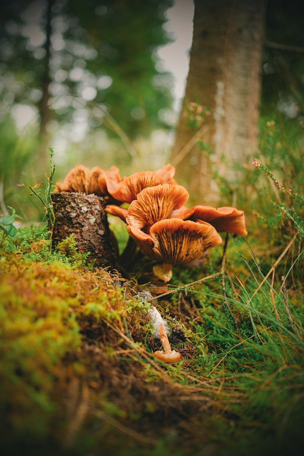 a group of mushrooms growing on a tree stump