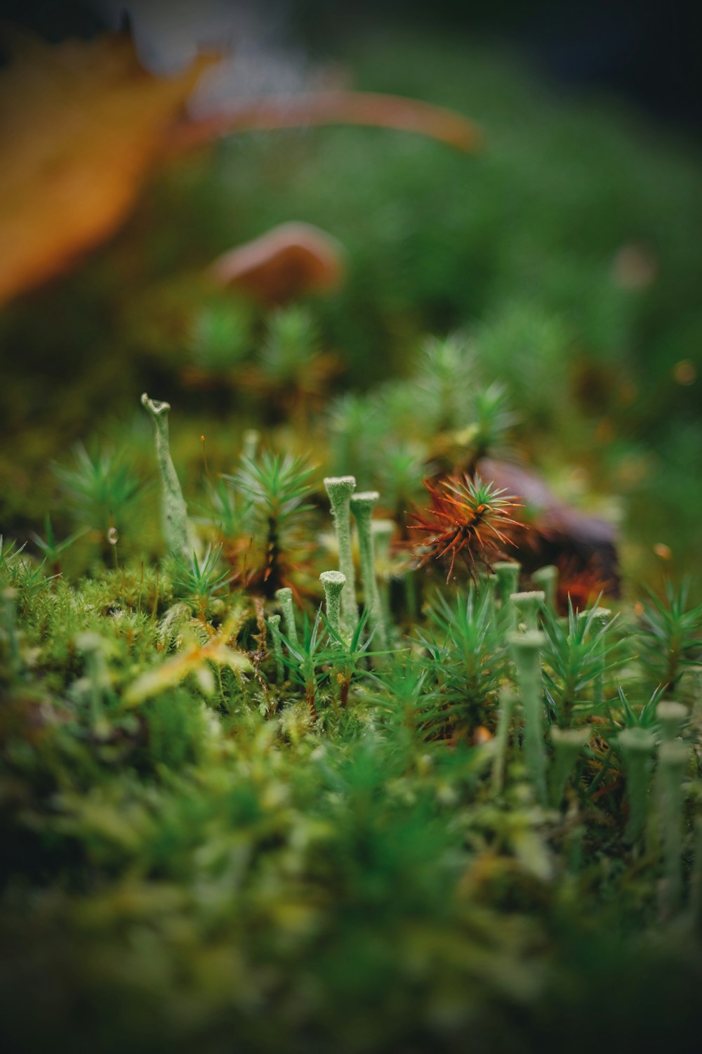 a close up of a mossy surface with small plants