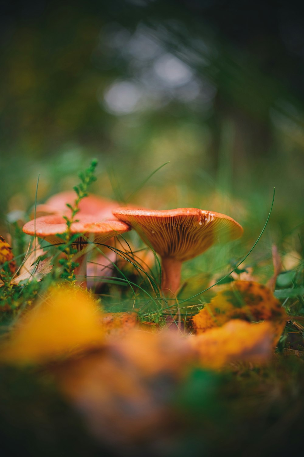 a group of mushrooms sitting on top of a lush green field