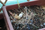 A newly hatched chick lies in a makeshift nest within a planter. The nest is composed of twigs, leaves, and soil, with an unhatched egg nearby. The environment appears to be a sheltered, outdoor area with green netting in the background.