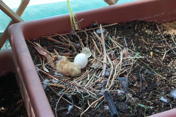 A newly hatched chick lies in a makeshift nest within a planter. The nest is composed of twigs, leaves, and soil, with an unhatched egg nearby. The environment appears to be a sheltered, outdoor area with green netting in the background.
