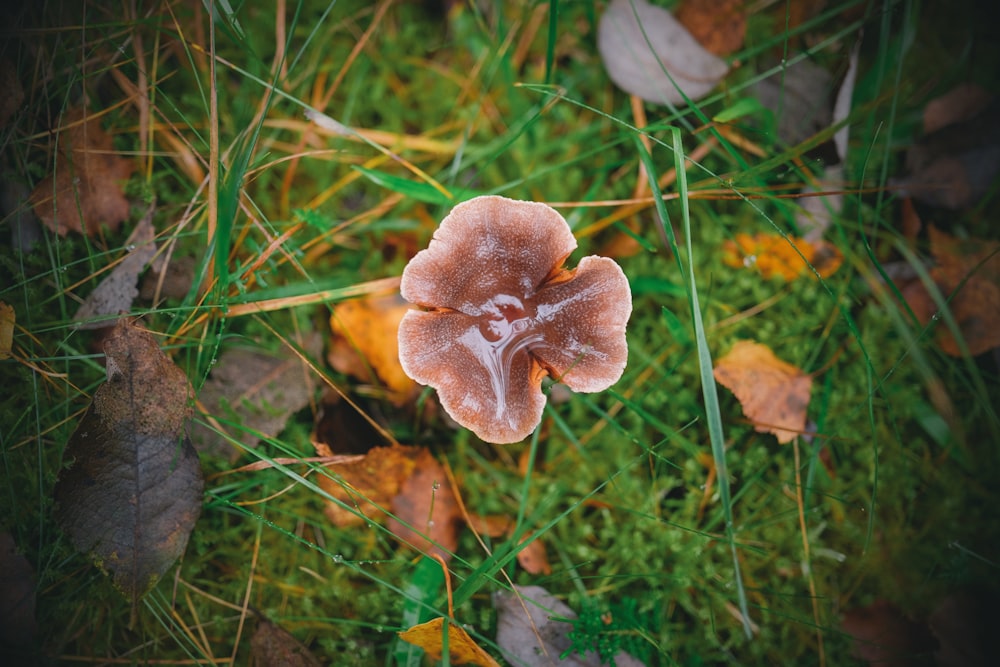 a mushroom sitting on top of a lush green field