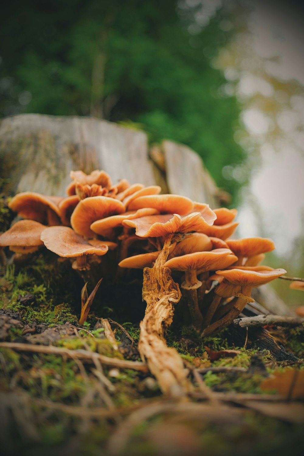 a group of mushrooms growing on the ground