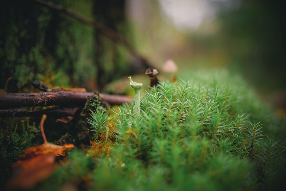 a small group of mushrooms sitting on top of a lush green field