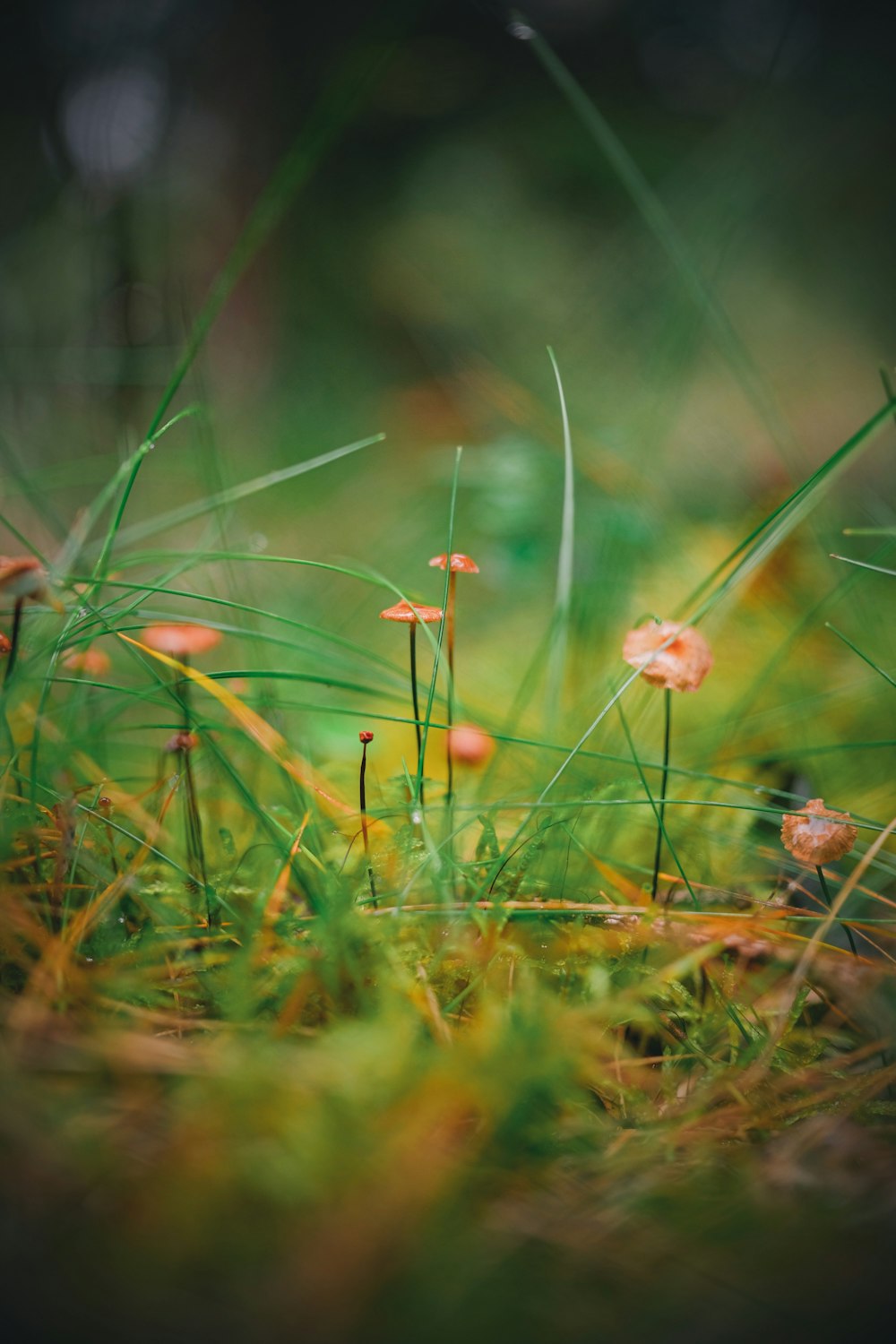 풀밭에 있는 작은 꽃들의 클로즈업