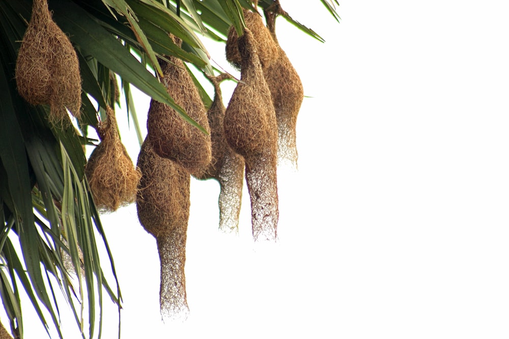 a group of seed pods hanging from a palm tree