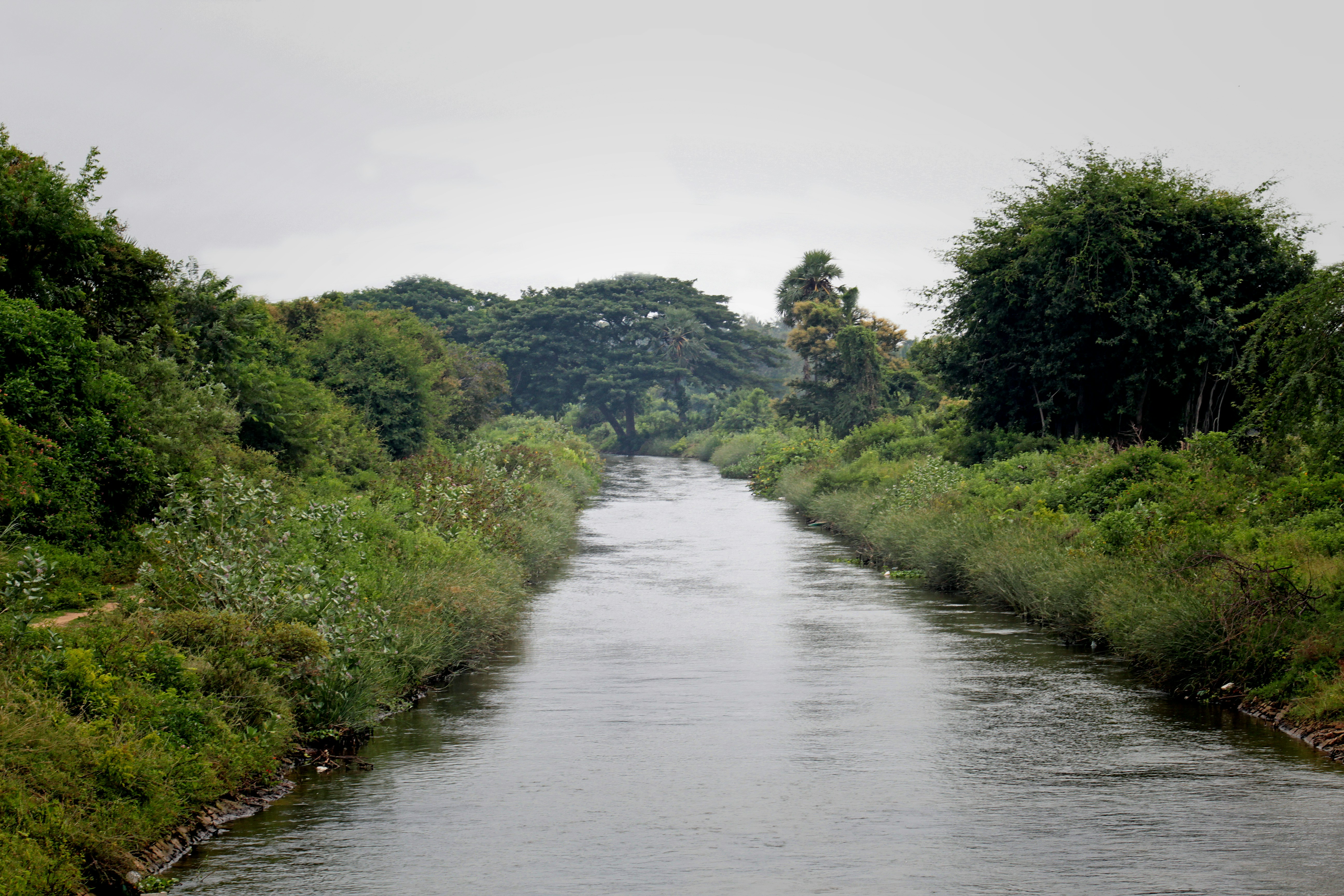 a river running through a lush green forest