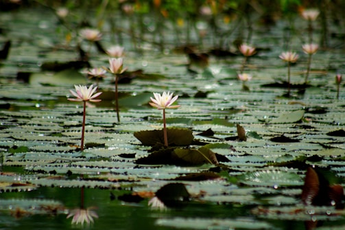 Pink water lilies with long stems emerge from a pond filled with green leaves. The water surface is partially covered by the leaves, which have droplets glistening under soft light. A tranquil and natural setting is depicted, with a focus on the serene beauty of the flowers.