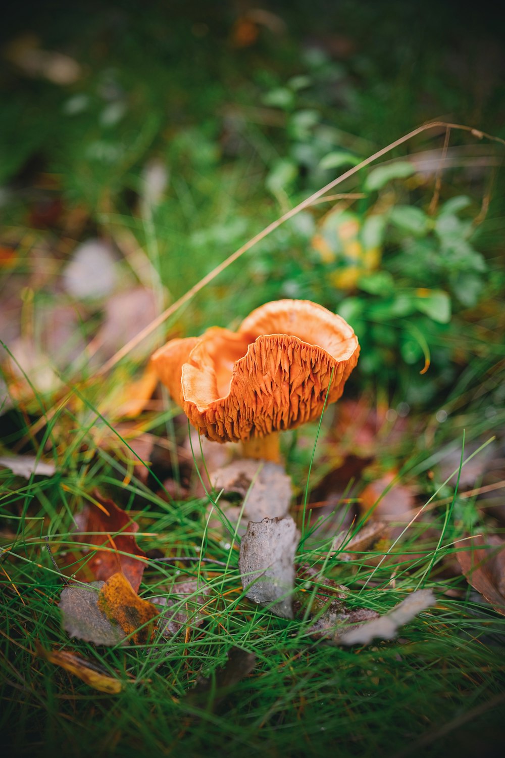 a small orange mushroom sitting on top of a lush green field