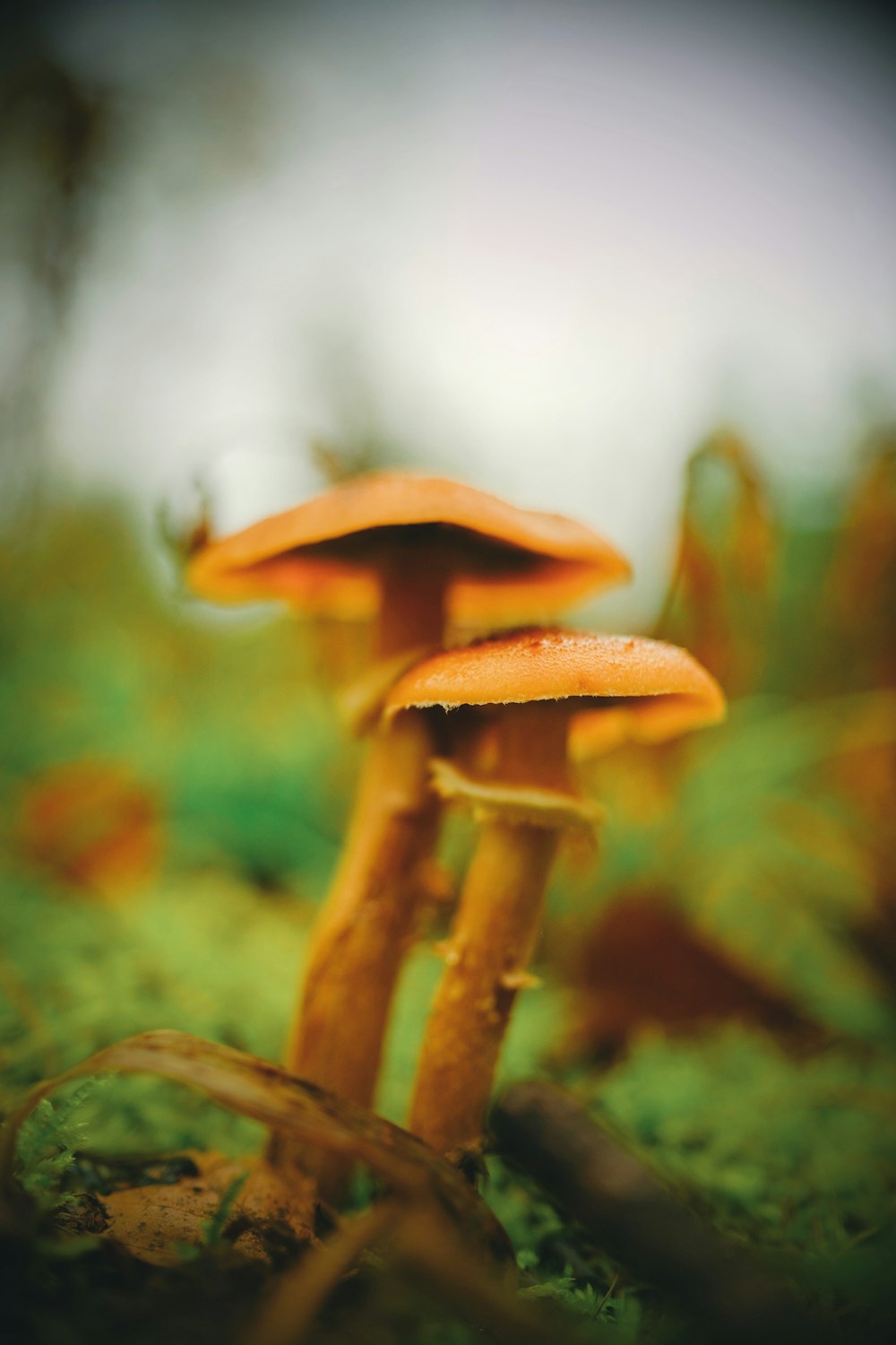 a group of mushrooms sitting on top of a lush green field