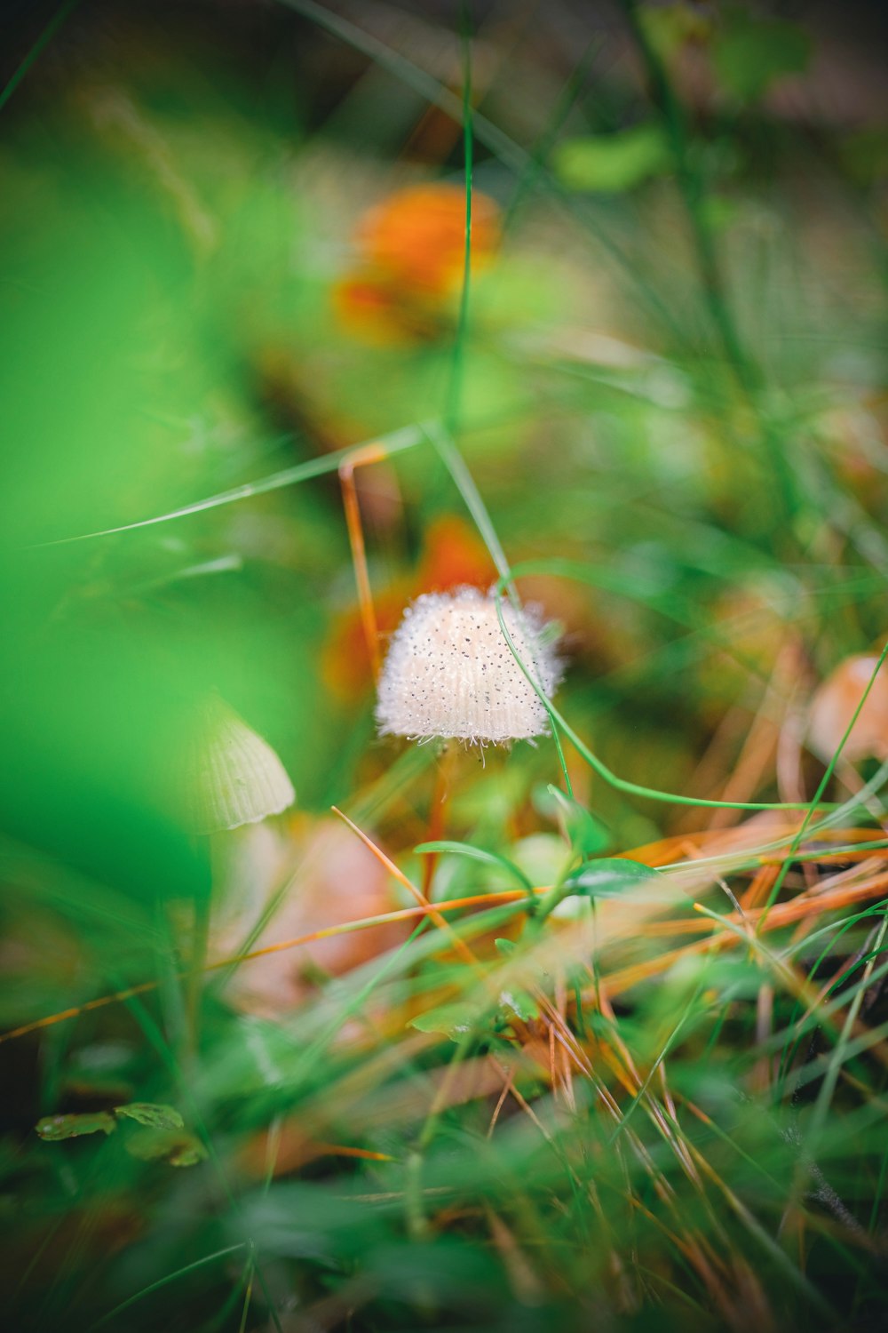 a small white flower sitting on top of a lush green field