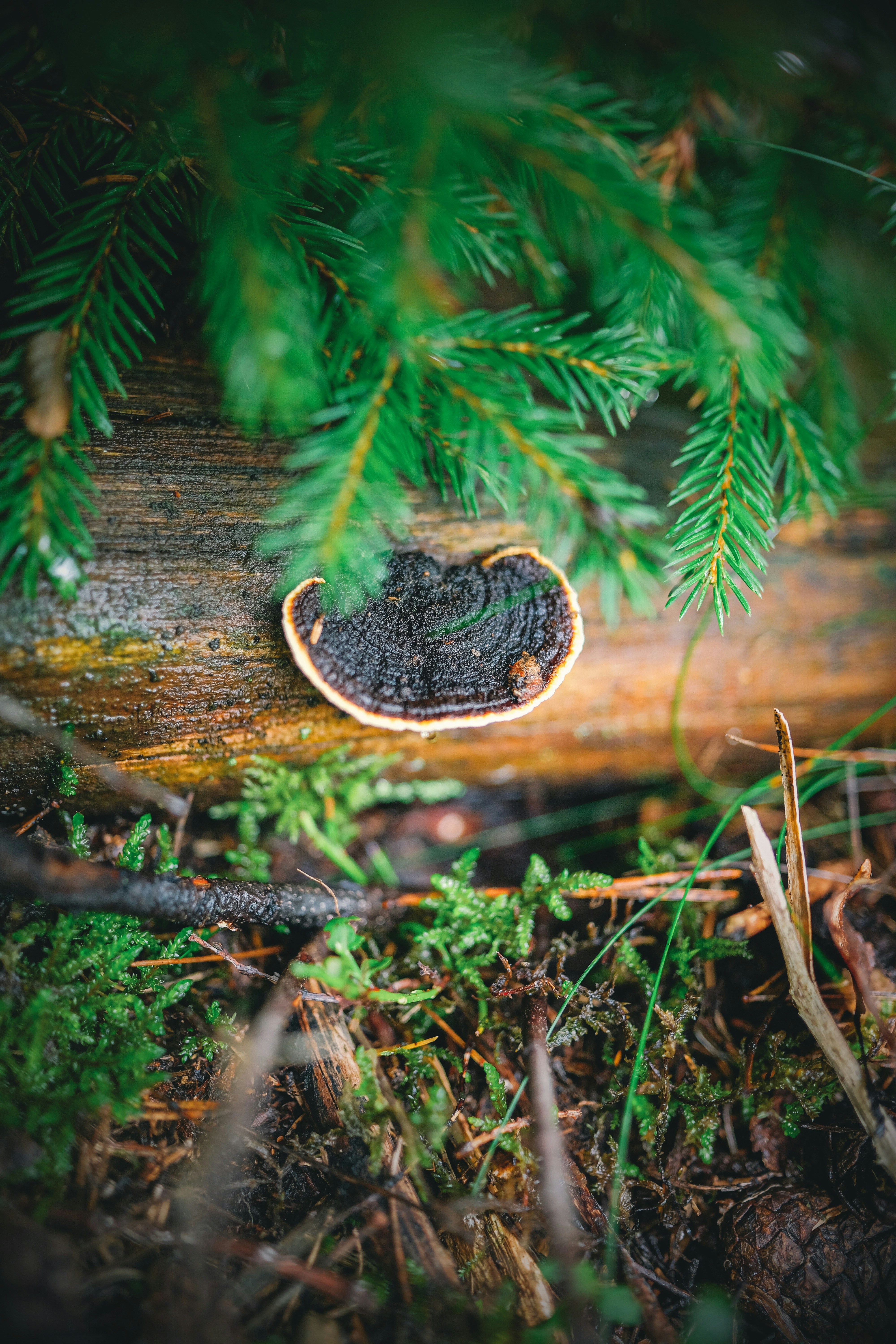 a piece of wood that is sitting on the ground