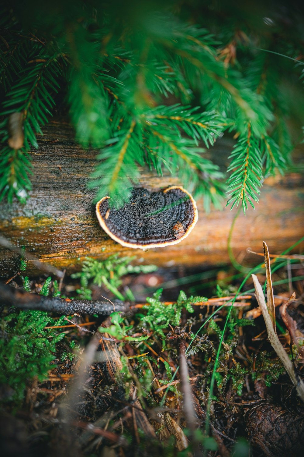 a piece of wood that is sitting on the ground