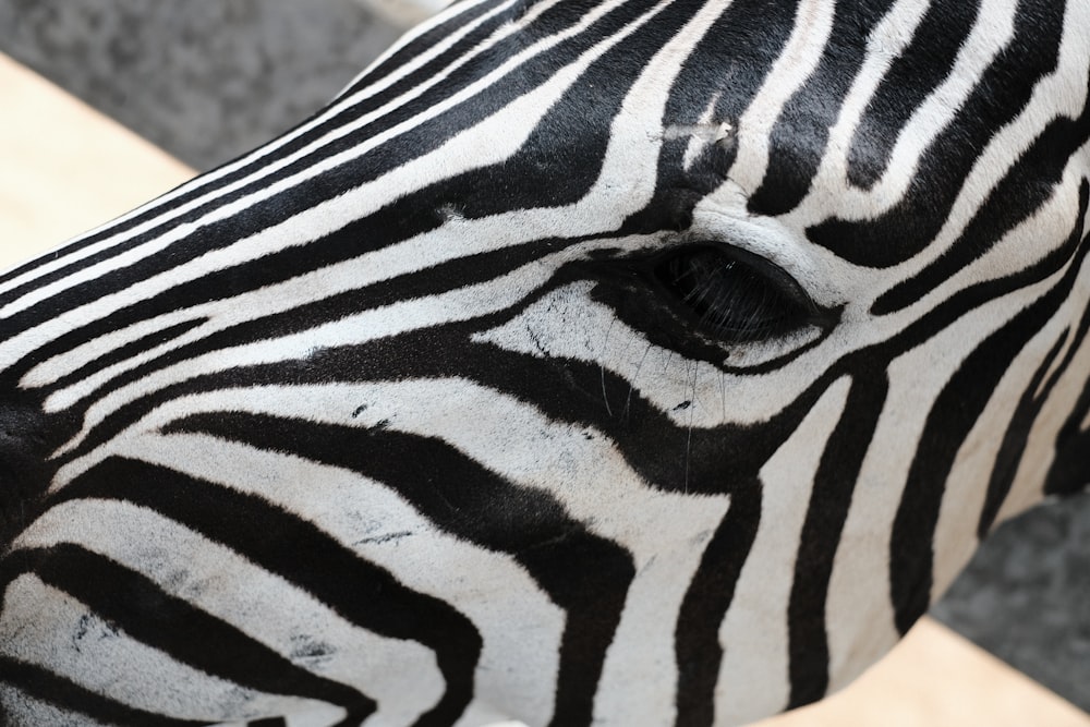 uma visão de perto do rosto de uma zebra