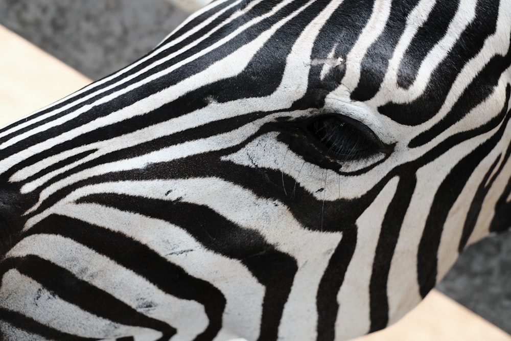 a close up view of a zebra's face