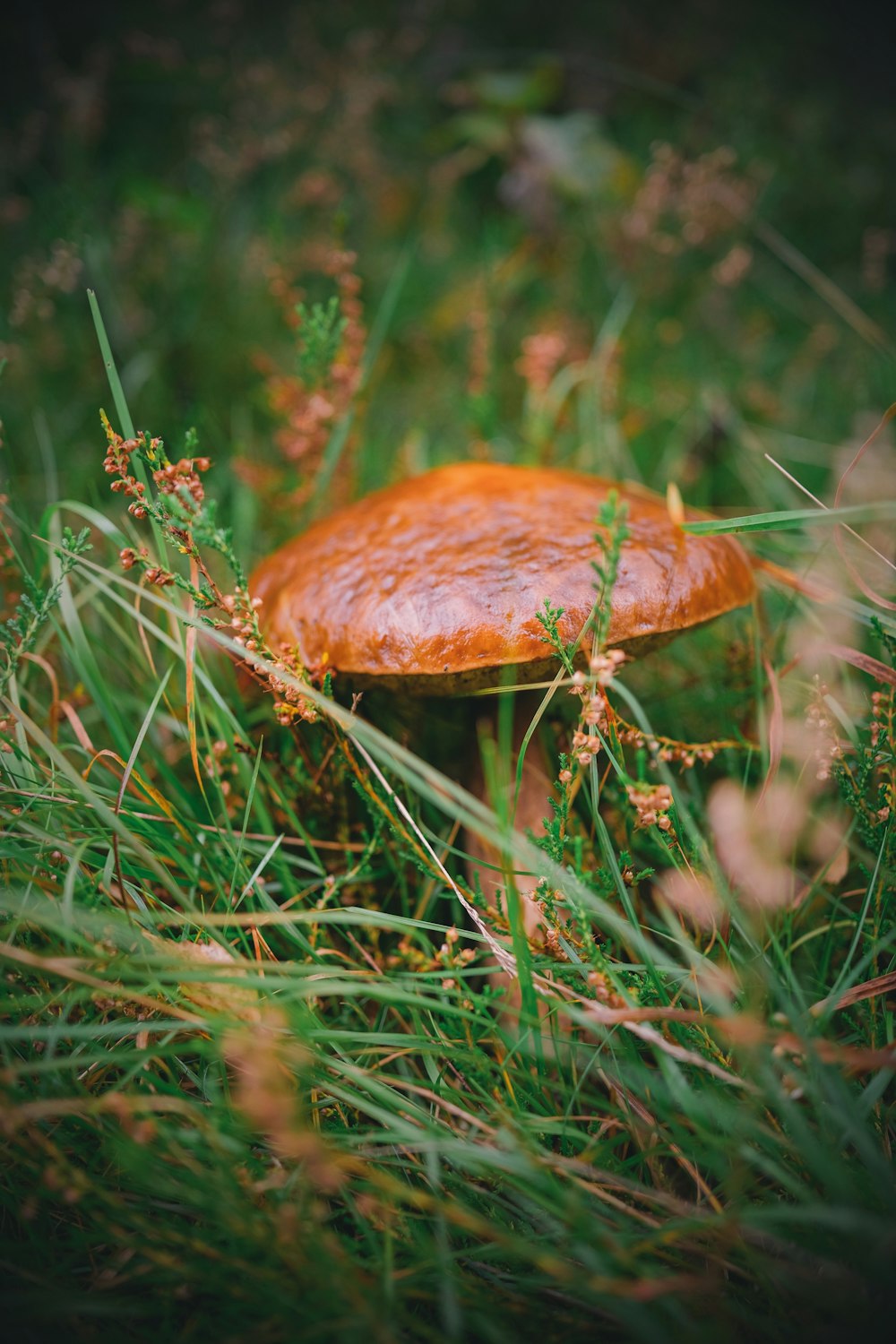a small orange mushroom sitting on top of a lush green field