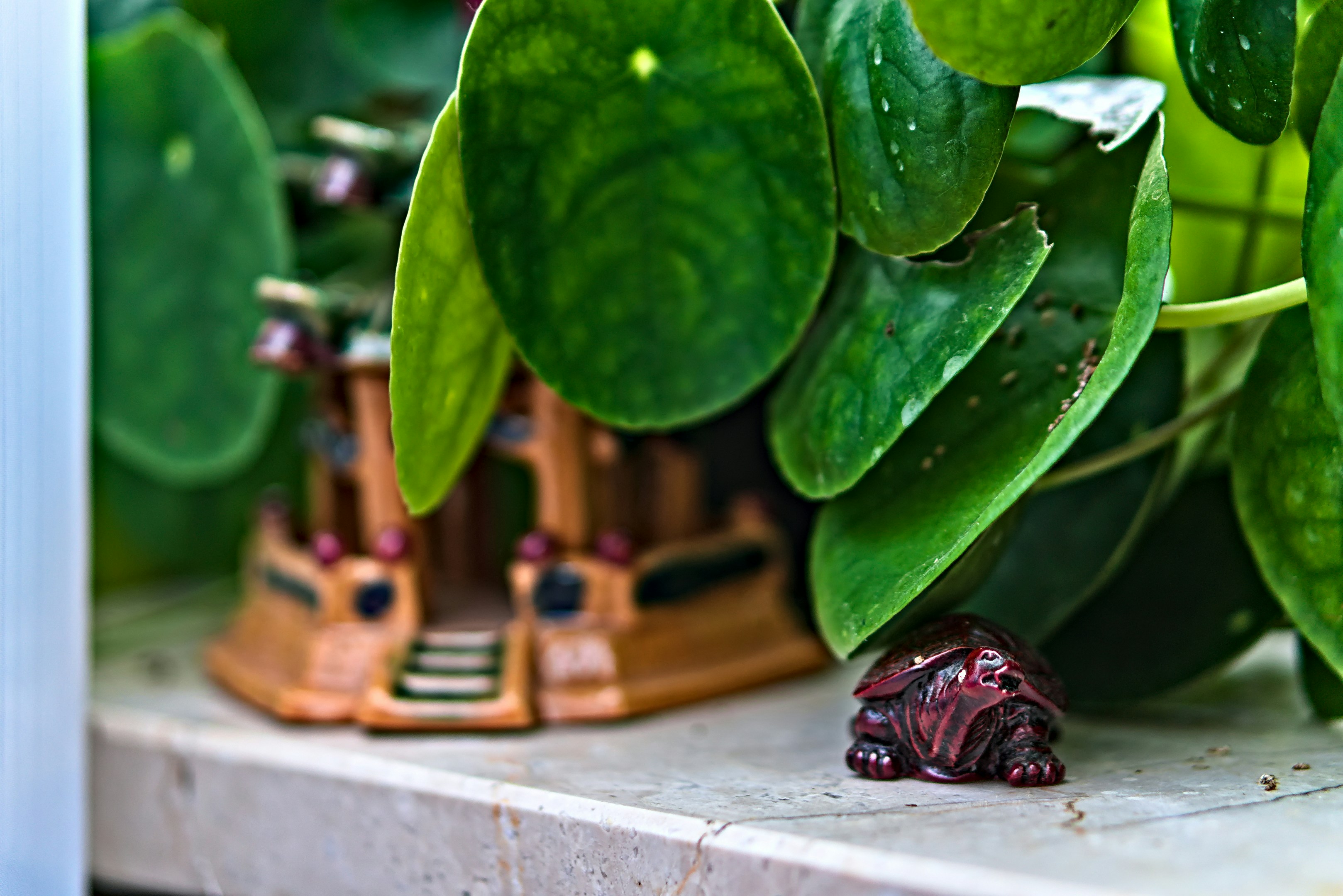 a close up of a plant with leaves