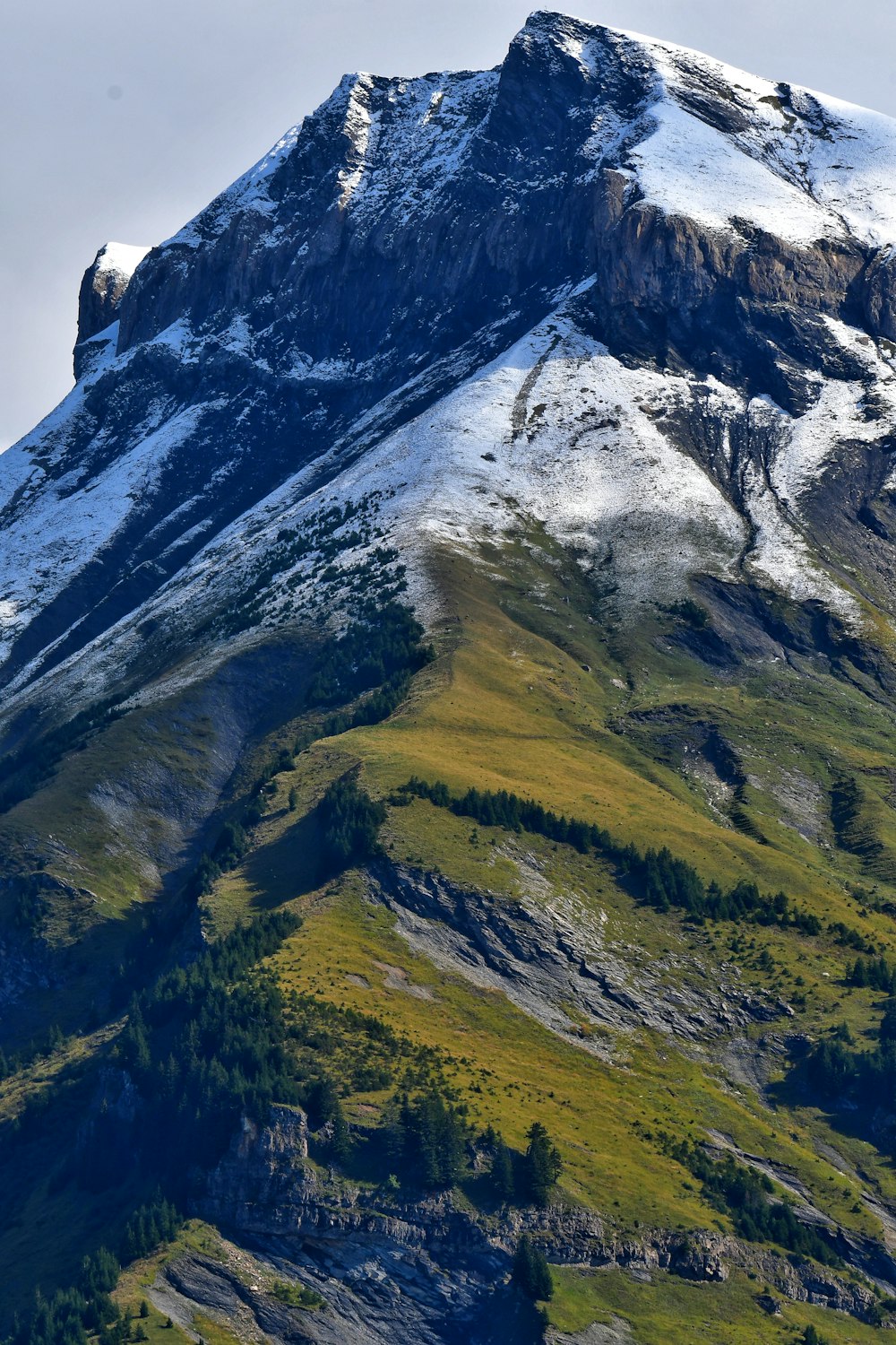 uma montanha com um topo coberto de neve e uma floresta abaixo
