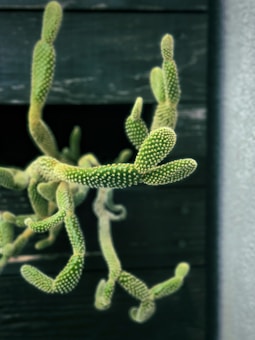 A cactus with elongated, segmented stems covered in small spines stands out against a dark background, creating an intriguing contrast. The unique texture and shape of the cactus give it a striking appearance.