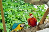 Two vibrant parrots perched on a tree branch, surrounded by lush green foliage. The parrot on the left is predominantly blue and yellow with striking black and white facial markings. The parrot on the right is bright red with blue and yellow accents.